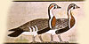 egiptian-goose